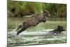 Brown Bear Cub, Katmai National Park, Alaska-Paul Souders-Mounted Photographic Print