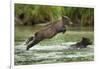 Brown Bear Cub, Katmai National Park, Alaska-Paul Souders-Framed Photographic Print