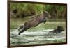 Brown Bear Cub, Katmai National Park, Alaska-Paul Souders-Framed Photographic Print