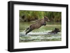 Brown Bear Cub, Katmai National Park, Alaska-Paul Souders-Framed Photographic Print