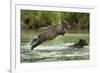 Brown Bear Cub, Katmai National Park, Alaska-Paul Souders-Framed Photographic Print