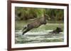 Brown Bear Cub, Katmai National Park, Alaska-Paul Souders-Framed Photographic Print