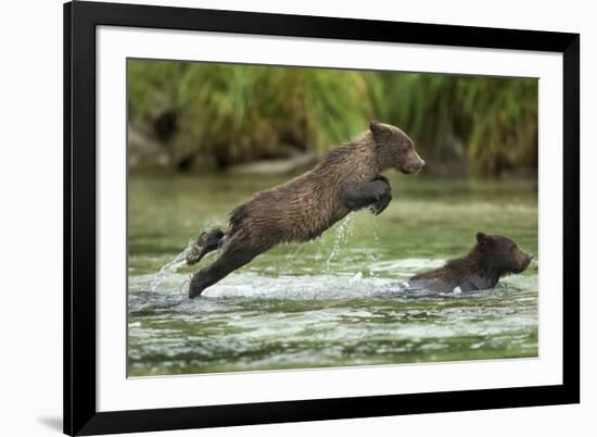 Brown Bear Cub, Katmai National Park, Alaska-Paul Souders-Framed Photographic Print