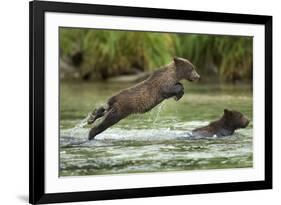 Brown Bear Cub, Katmai National Park, Alaska-Paul Souders-Framed Photographic Print