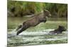 Brown Bear Cub, Katmai National Park, Alaska-Paul Souders-Mounted Photographic Print