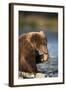 Brown Bear Cub, Katmai National Park, Alaska-Paul Souders-Framed Photographic Print