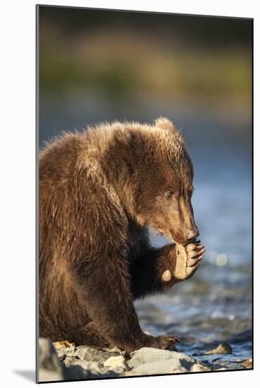 Brown Bear Cub, Katmai National Park, Alaska-Paul Souders-Mounted Photographic Print