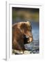 Brown Bear Cub, Katmai National Park, Alaska-Paul Souders-Framed Photographic Print