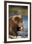 Brown Bear Cub, Katmai National Park, Alaska-Paul Souders-Framed Photographic Print