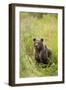 Brown Bear Cub, Katmai National Park, Alaska-Paul Souders-Framed Photographic Print