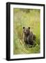 Brown Bear Cub, Katmai National Park, Alaska-Paul Souders-Framed Photographic Print