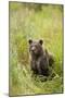 Brown Bear Cub, Katmai National Park, Alaska-Paul Souders-Mounted Photographic Print