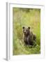 Brown Bear Cub, Katmai National Park, Alaska-Paul Souders-Framed Photographic Print