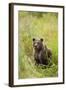 Brown Bear Cub, Katmai National Park, Alaska-Paul Souders-Framed Photographic Print