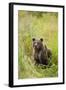 Brown Bear Cub, Katmai National Park, Alaska-Paul Souders-Framed Photographic Print