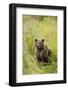 Brown Bear Cub, Katmai National Park, Alaska-Paul Souders-Framed Photographic Print