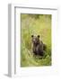 Brown Bear Cub, Katmai National Park, Alaska-Paul Souders-Framed Photographic Print