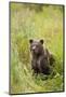 Brown Bear Cub, Katmai National Park, Alaska-Paul Souders-Mounted Photographic Print