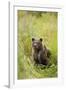 Brown Bear Cub, Katmai National Park, Alaska-Paul Souders-Framed Photographic Print