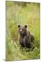 Brown Bear Cub, Katmai National Park, Alaska-Paul Souders-Mounted Photographic Print