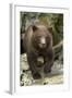 Brown Bear Cub, Katmai National Park, Alaska-Paul Souders-Framed Photographic Print