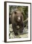 Brown Bear Cub, Katmai National Park, Alaska-Paul Souders-Framed Photographic Print