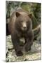 Brown Bear Cub, Katmai National Park, Alaska-Paul Souders-Mounted Photographic Print