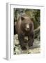 Brown Bear Cub, Katmai National Park, Alaska-Paul Souders-Framed Photographic Print