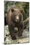 Brown Bear Cub, Katmai National Park, Alaska-Paul Souders-Mounted Photographic Print