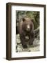 Brown Bear Cub, Katmai National Park, Alaska-Paul Souders-Framed Photographic Print