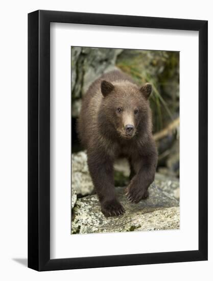 Brown Bear Cub, Katmai National Park, Alaska-Paul Souders-Framed Photographic Print