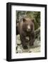 Brown Bear Cub, Katmai National Park, Alaska-Paul Souders-Framed Photographic Print