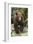 Brown Bear Cub, Katmai National Park, Alaska-Paul Souders-Framed Photographic Print