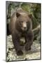 Brown Bear Cub, Katmai National Park, Alaska-Paul Souders-Mounted Photographic Print