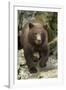 Brown Bear Cub, Katmai National Park, Alaska-Paul Souders-Framed Photographic Print