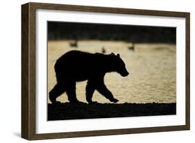 Brown Bear Cub, Katmai National Park, Alaska-Paul Souders-Framed Photographic Print