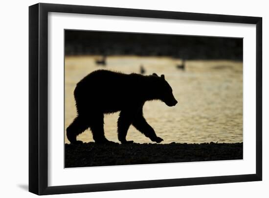 Brown Bear Cub, Katmai National Park, Alaska-Paul Souders-Framed Photographic Print