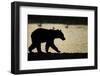 Brown Bear Cub, Katmai National Park, Alaska-Paul Souders-Framed Photographic Print