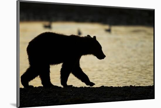 Brown Bear Cub, Katmai National Park, Alaska-Paul Souders-Mounted Photographic Print