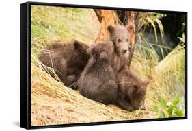 Brown Bear Cub Nuzzling Another beside Tree-Nick Dale-Framed Stretched Canvas