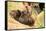 Brown Bear Cub Nuzzling Another beside Tree-Nick Dale-Framed Stretched Canvas