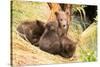 Brown Bear Cub Nuzzling Another beside Tree-Nick Dale-Stretched Canvas