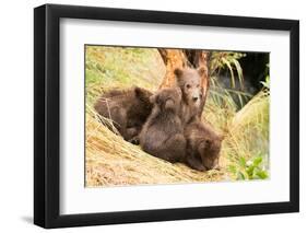 Brown Bear Cub Nuzzling Another beside Tree-Nick Dale-Framed Photographic Print