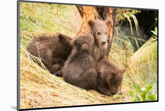 Brown Bear Cub Nuzzling Another beside Tree-Nick Dale-Mounted Photographic Print