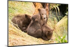 Brown Bear Cub Nuzzling Another beside Tree-Nick Dale-Mounted Photographic Print