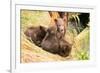 Brown Bear Cub Nuzzling Another beside Tree-Nick Dale-Framed Photographic Print