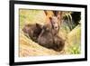 Brown Bear Cub Nuzzling Another beside Tree-Nick Dale-Framed Photographic Print