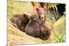 Brown Bear Cub Nuzzling Another beside Tree-Nick Dale-Mounted Photographic Print