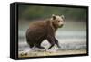 Brown Bear Cub on Beach at Geographic Harbor-Paul Souders-Framed Stretched Canvas