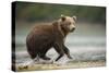 Brown Bear Cub on Beach at Geographic Harbor-Paul Souders-Stretched Canvas